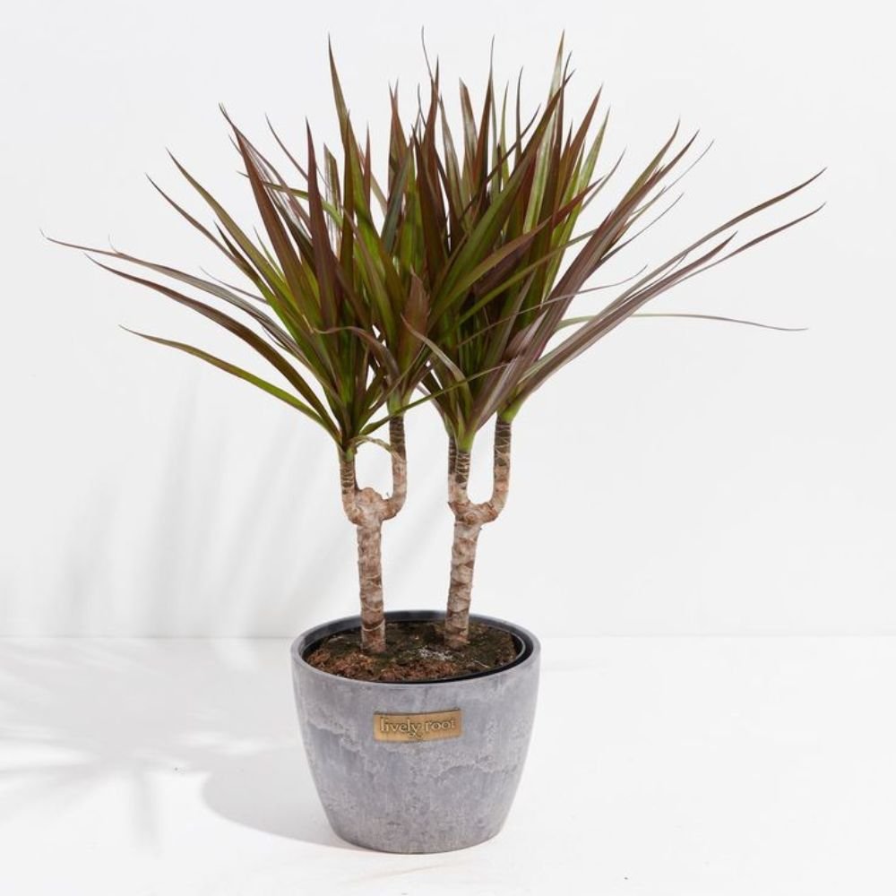 Dracaena Marginata (Dragon Tree) - 2 Stems