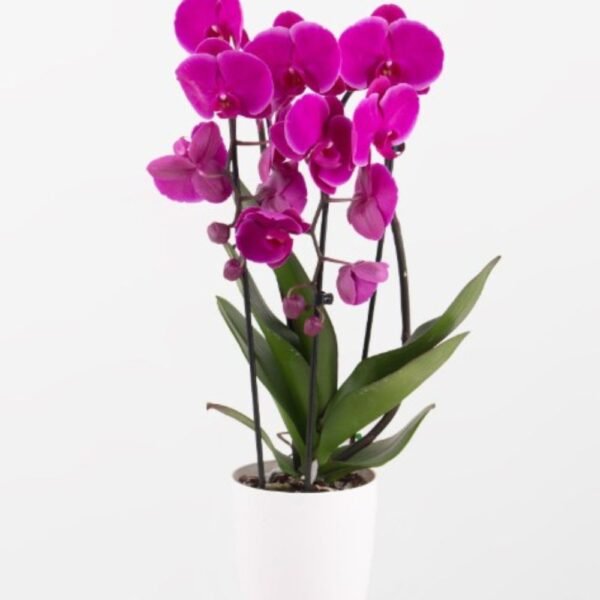 Purple Phalaenopsis Orchid - two stems
