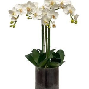 White Phalaenopsis Orchid - two stems
