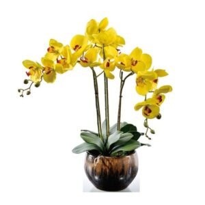 Yellow Phalaenopsis Orchid - 2 stems