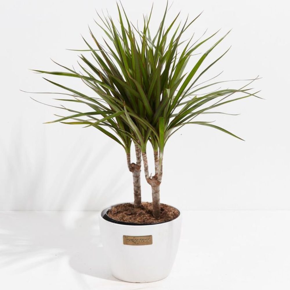 Dracaena Marginata (Dragon Tree) - 2 Stems - Image 2