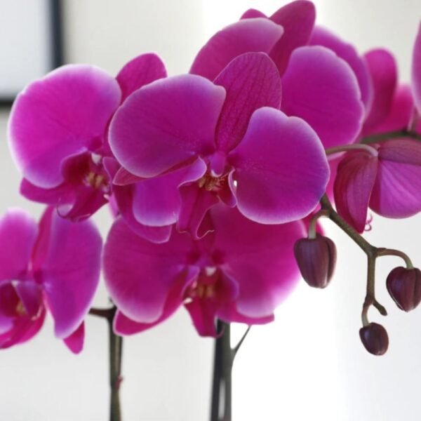 Purple Phalaenopsis Orchid - two stems - Image 2
