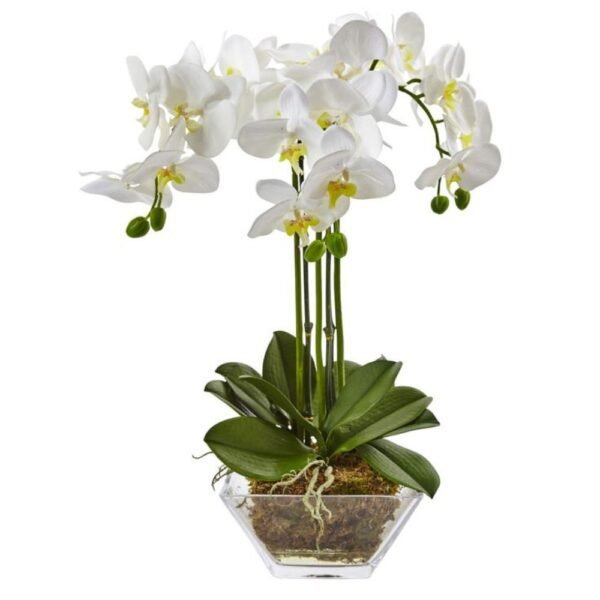 White Phalaenopsis Orchid - two stems - Image 2