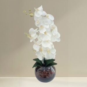 White Phalaenopsis Orchid - two stems jumbo sized