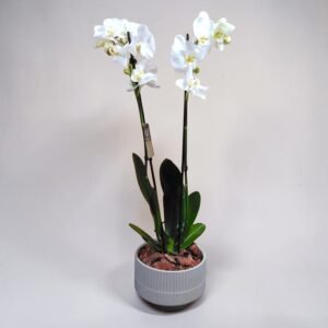 White orchid plant with two tall flowering stems in a gray ribbed ceramic pot filled with brown decorative stones.
