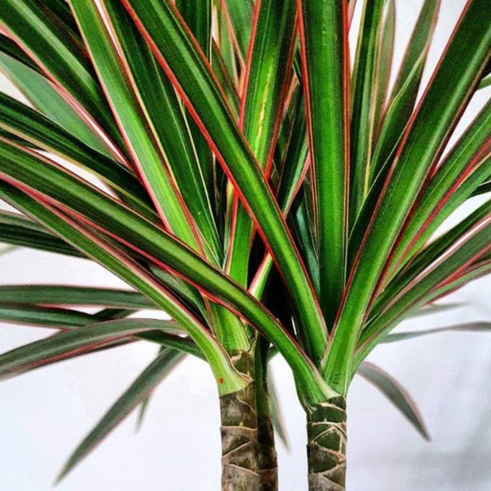 Dracaena Marginata (Dragon Tree) - 2 Stems - Image 3