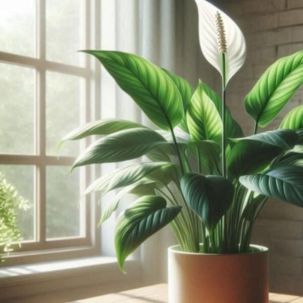 Peace Lily (Spathiphyllum)- medium size - Image 2