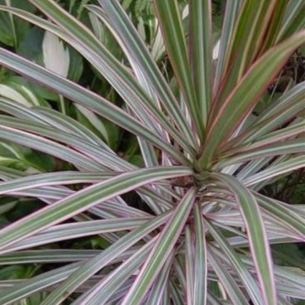 Dracaena Marginata (Dragon Tree) - 2 Stems - Image 4