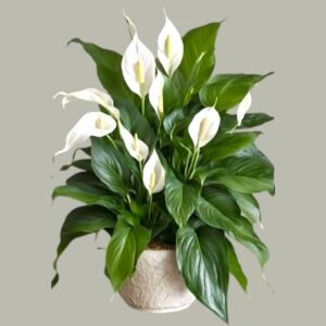 Peace Lily (Spathiphyllum)