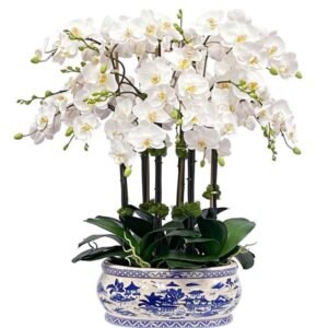 White Phalaenopsis Orchid - Six Stems