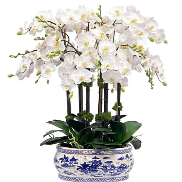 White Phalaenopsis Orchid - Six Stems