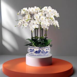 White Phalaenopsis Orchid - six stems