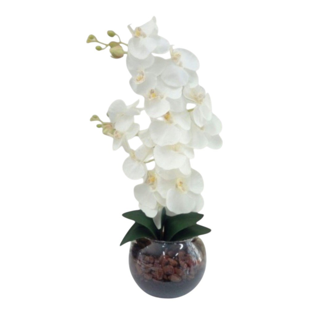 White Phalaenopsis Orchid - two stems jumbo sized