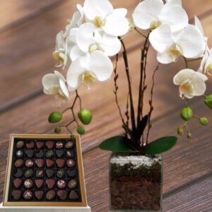 Seasonal Greetings - Gift Set