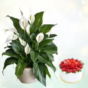 Sweetest Wishes - Gift Set