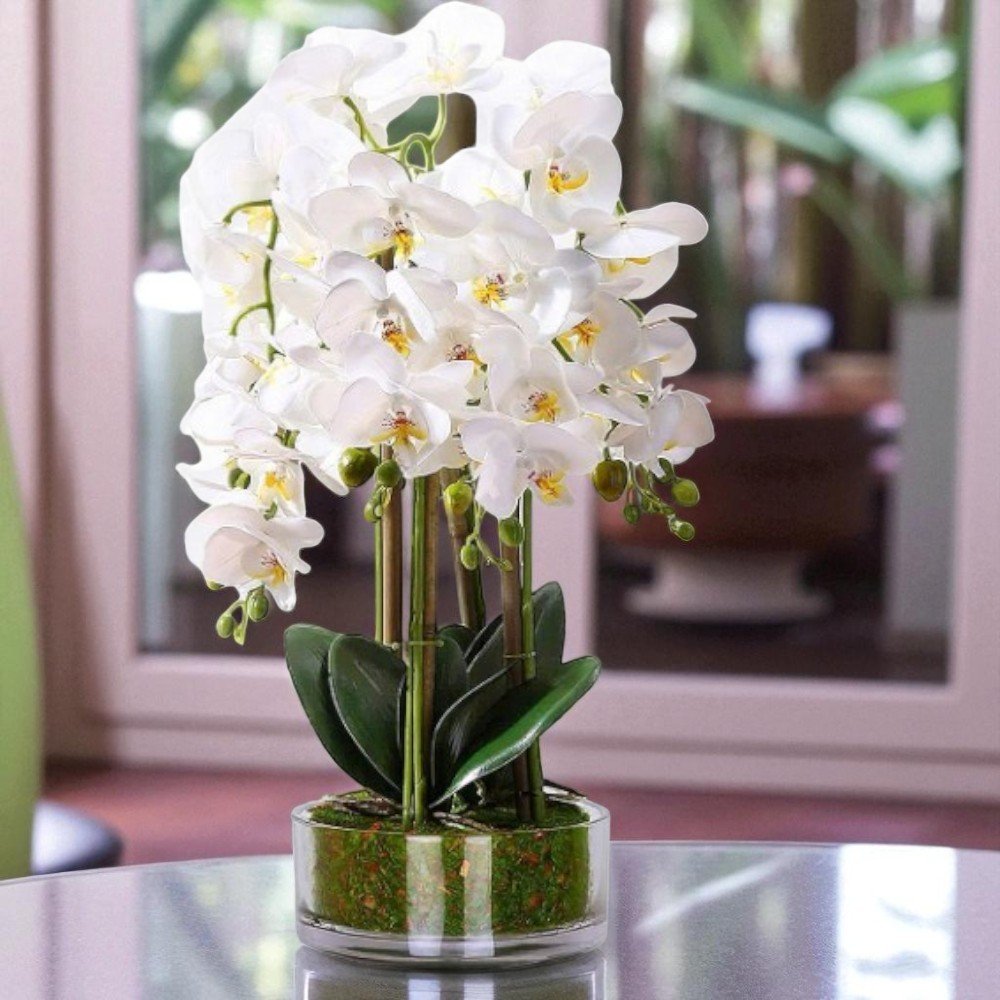 White Phalaenopsis Orchid