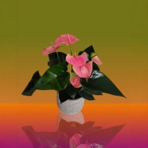 Pink Anthurium